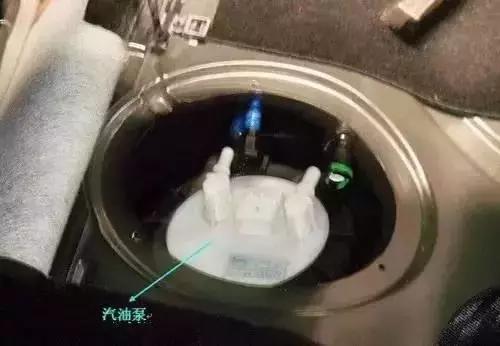 发动机舱进猫怎么办(猫进发动机舱有损害吗)