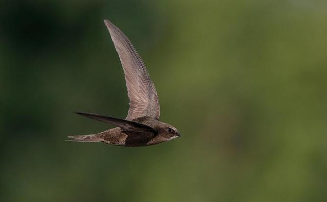 没有脚的鸟叫什么名字（无脚鸟可连续9天飞行）