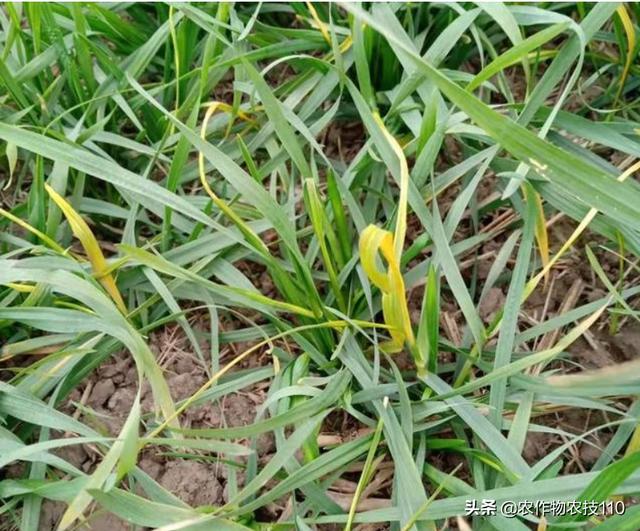 小麦拔节之前，如何安全、高效的一次性进行除草、病虫防治？