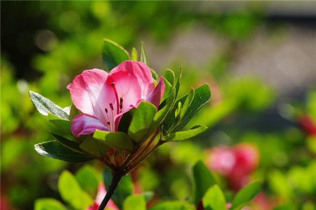 花的記載,最早見於漢代《神農本草經》,書中將