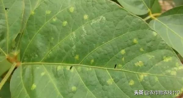 夏大豆怎么种植才能高产？（实用）15