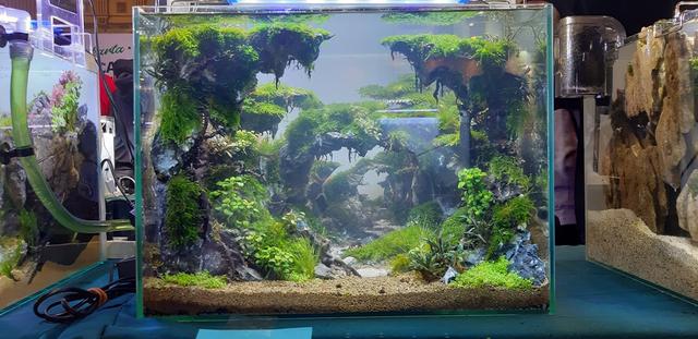 草缸造景