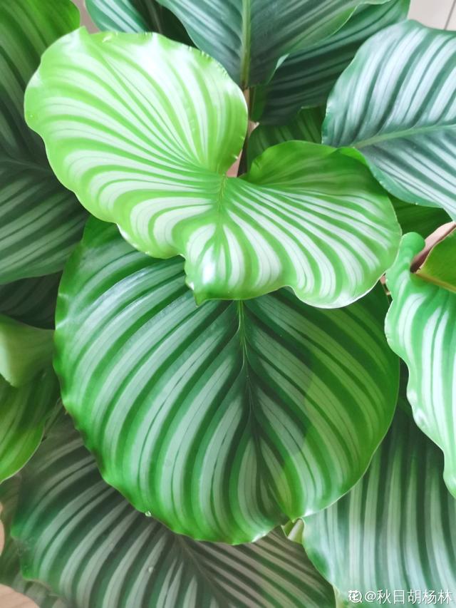 青苹果竹芋(青苹果竹芋的养殖方法)