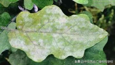 【看图识病】茄子叶子一层白粉，是白粉病吗？如何用药？