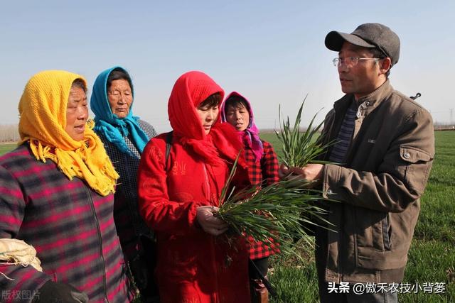 小麦春季要重防纹枯病、赤霉病、白粉病和锈病，打药配方请收好13