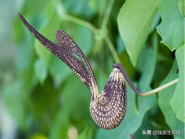 滥用这8类中药，可能导致肝损伤，用中药治病，要格外注意这几点