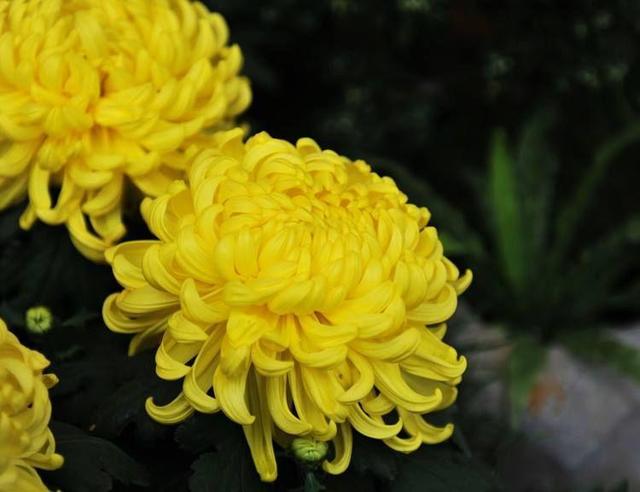 国花是什么花