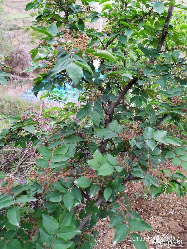 花椒树蚜和桃蚜并不难防,关键要选择好适合的农药来复配防治