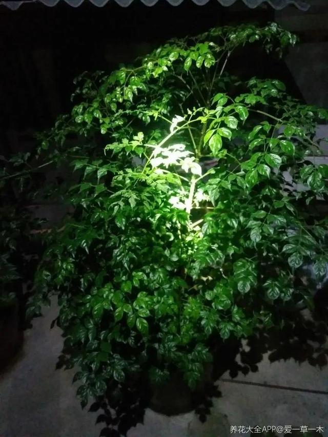 绿宝树