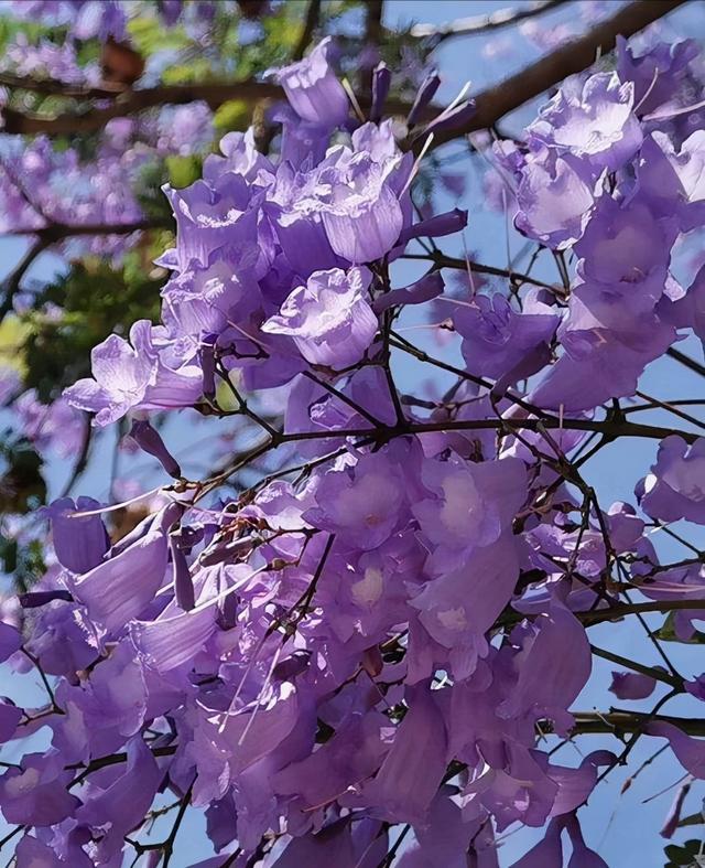 花的图片大全 花的图片大全（花卉大全500种图片） 生活