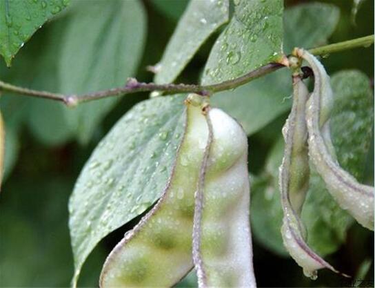 扁豆白绢病高温高湿环境易发生，导致茎腐死棵，采取3招有效防治