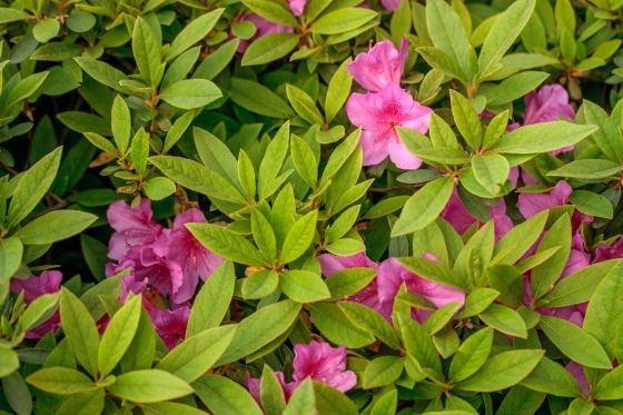 毛鹃 毛鹃（毛鹃花期） 生活