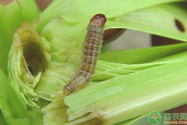 玉米病虫害 玉米病虫害（玉米病虫害防治技术） 生活