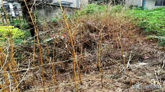 草甘膦这五个黄金配方，彻底解决除草难题，就连竹子大树都能杀死