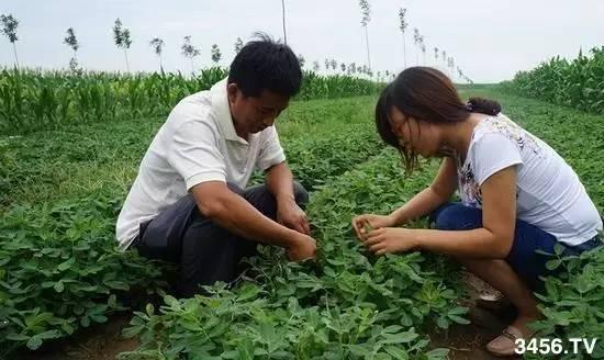 花生控旺什么时候打，怎么打，控旺剂的使用方法与注意事项3