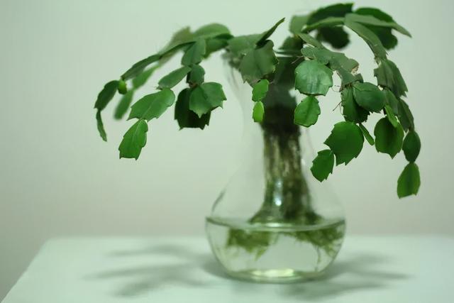 碰碰香有毒吗 碰碰香有毒吗（植物碰碰香有毒吗） 生活