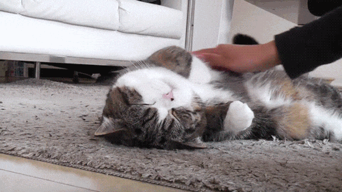 猫咪咬人怎么办