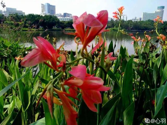 旱伞草是什么植物  旱伞草