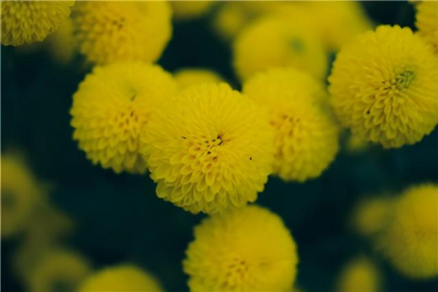 菊花的栽培 菊花的栽培（菊花苗的种植方法） 生活