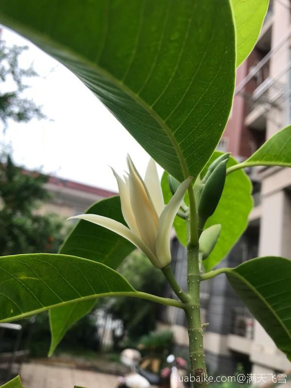 白兰花图片 白兰花图片（白兰花图片大全大图） 生活