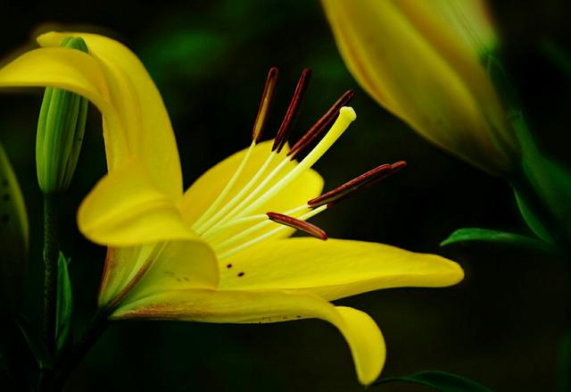 百合花象征什么