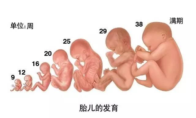 一颗小小的胚胎，成长为四肢健全的宝宝，发育过程感动泪目