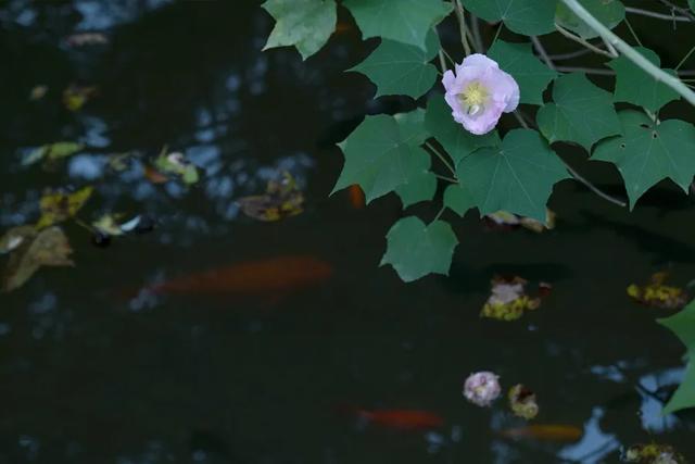 芙蓉花开