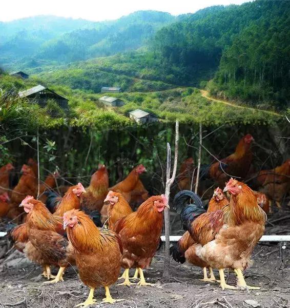 鸡皮肤是绝症么