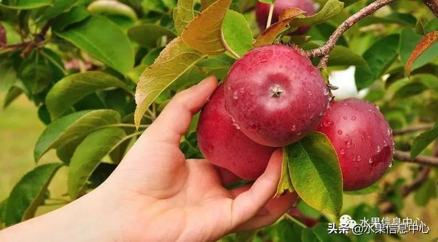 苹果的种类 苹果的种类（苹果的种类大约有多少种） 生活