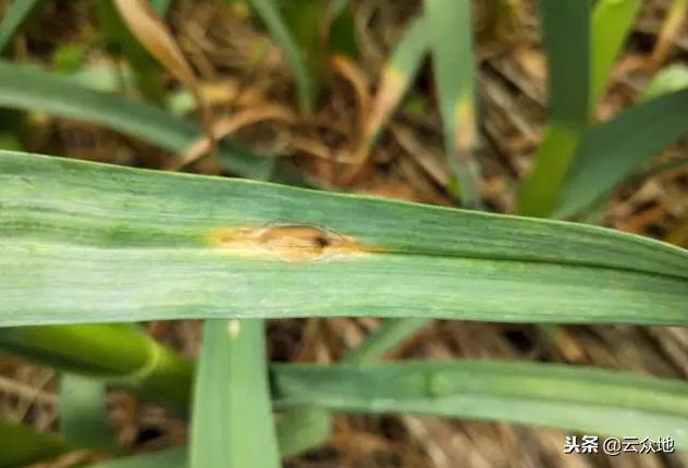 大蒜重茬种植，紫斑病发生重怎么办？详解病害症状及防治方法2