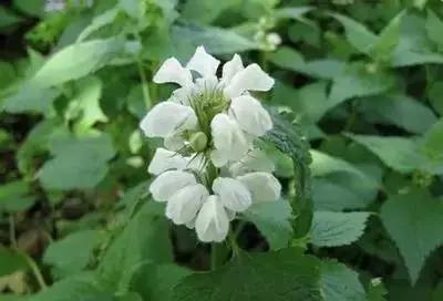 50种浪漫鲜花花语大全