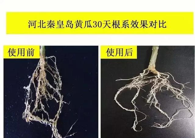 线虫危害大，防治线虫很重要，特效药了解下16