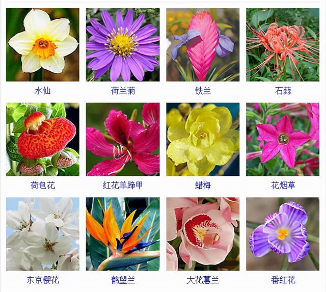 观花植物 观花植物（木本观花植物） 生活