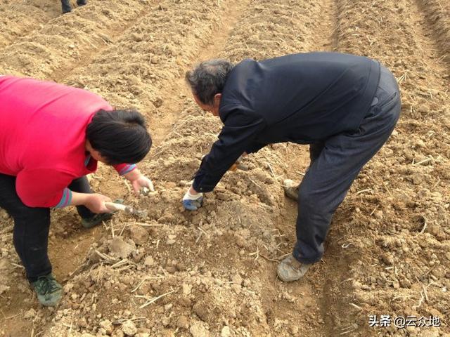 高温高湿山药褐斑病易发生，掌握发病规律，综合多种措施早防控5