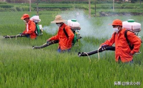 防不胜防！除草剂出现药害怎么办？掌握这些，轻松应对2