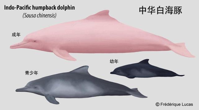世界上有多少种类的海豚(海洋最大的海豚有多大)-天晟网