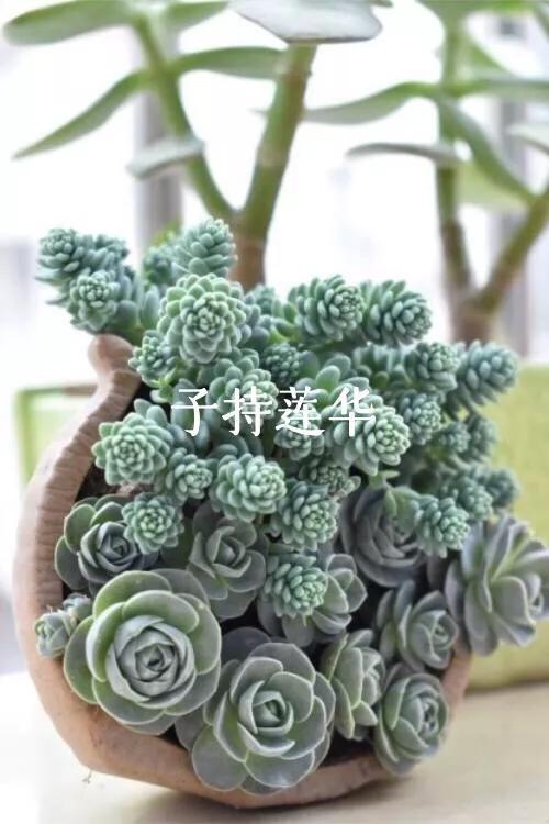 肉肉植物图片 肉肉植物图片（多肉植物图片及简介） 生活