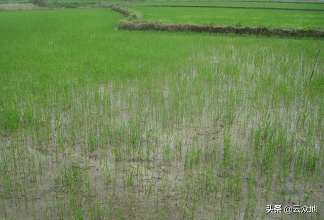 水稻直播要稳产、高产，封闭除草是关键，丙草胺使用技巧要掌握3