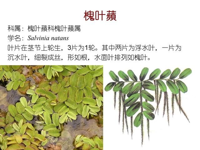 常见水生植物