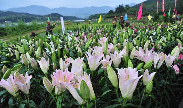 福州鸿展园林工程