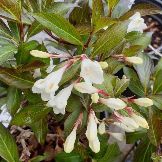 锦带花 锦带花（锦带花和海仙花的区别） 生活