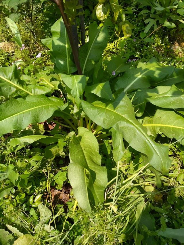 牛舌草,建议少吃肉多吃它(牛舌草根煮水喝治疗什么)