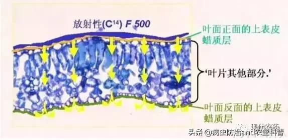 想要果实更好看，叶片还油亮？吡唑醚菌酯当之无愧3