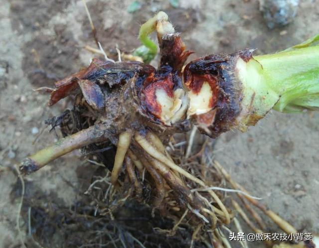 夏季高温多雨要严防作物炭疽病，掌握病害防治技巧早防早治是关键4