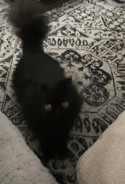 猫咪叫跳舞(猫咪跳舞的视频)