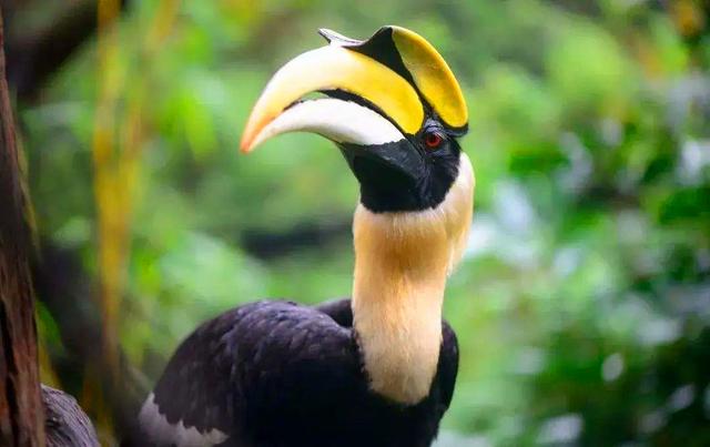 脑袋被人类惦记的鸟 头骨比象牙贵3倍 活着被取骨后只能等死 太阳信息网