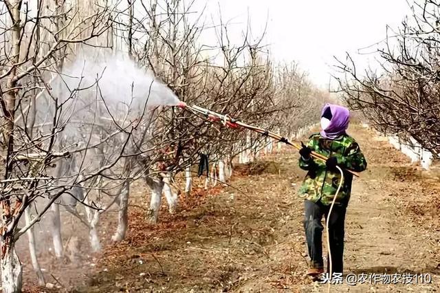 “清园神器”石硫合剂，优点多！怎么用，看这里！