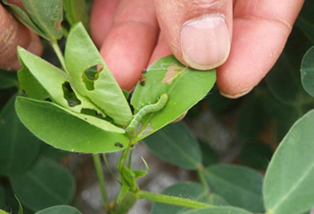 花生田害虫甜菜夜蛾怎么分辨？危害有哪些？种植户该如何防治？2