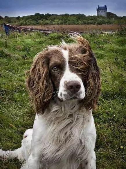 英国跳猎犬