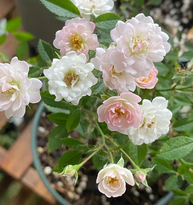 月季花的品种 月季花的品种（月季花的品种都有哪些） 生活